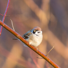 sparrow on a tree branch