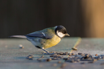 titmouse in the foreground