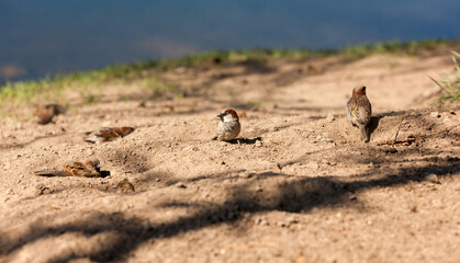 sparrows on the sand