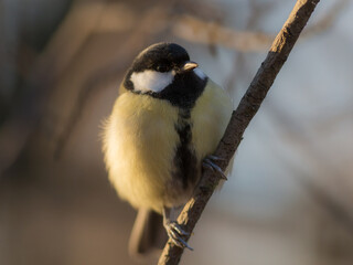 Fototapeta premium tit close up