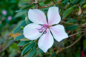 Sydney Australia, white flower with pink-mauve highlights of a dwarf tibouchina peace baby in the shade 