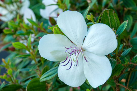 Sydney Australia, white flower of a dwarf tibouchina peace baby in the shade 