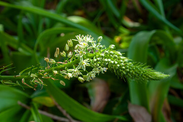 Sydney Australia, flower stem of a  Ornithogalum caudautum or false sea onion native to south africa