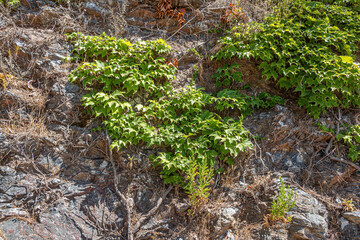 Fototapeta premium Beautiful texture of an old orange stone wall with green grapevine