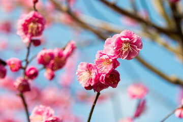 Kagawa, Japan - Feb 02 2020 - Japanese apricot blossoms at Ritsurin Garden in Takamatsu, Kagawa, Japan. Ritsurin Garden is one of the most famous historical gardens in Japan.