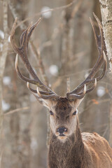 Jeleń szlachetny (Cervus elaphus) Red Deer Stag © Patryk
