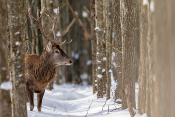 Jeleń szlachetny (Cervus elaphus) Red Deer Stag - obrazy, fototapety, plakaty