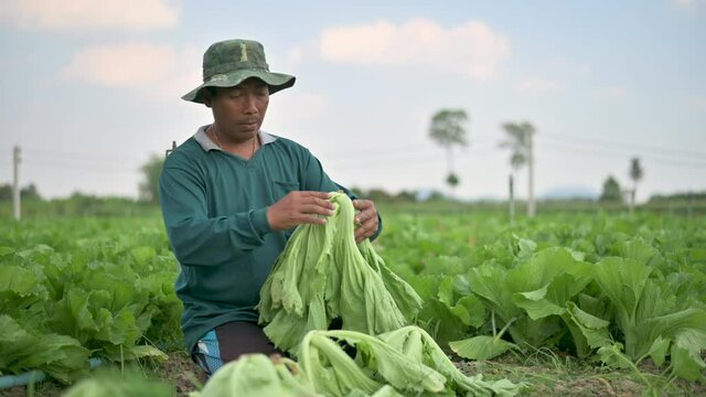 Farmers are sorting out the waste leaves and vegetables.