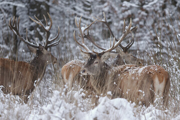 Jeleń szlachetny (Cervus elaphus) Red Deer Stag © Patryk