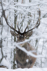 Jeleń szlachetny (Cervus elaphus) Red Deer Stag