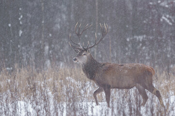 Jeleń szlachetny (Cervus elaphus) Red Deer Stag © Patryk