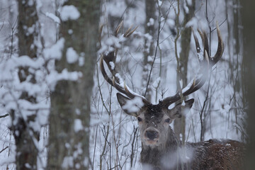 Jeleń szlachetny (Cervus elaphus) Red Deer Stag © Patryk