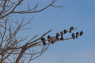 Pigeons sits on a branch without leaves. Sparrows on a branch in the autumn or winter
