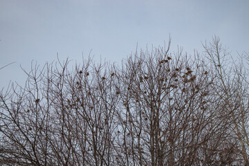 Sparrows sits on a branch without leaves. Sparrows on a branch in the autumn or winter