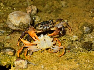 close up of crab