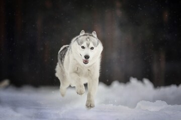 husky in winter