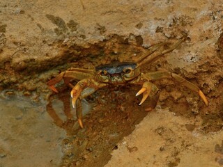 crab on the beach