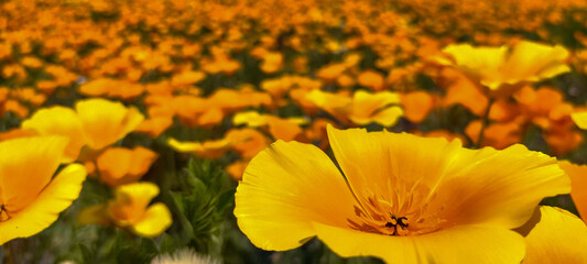 yellow and orange California poppy 