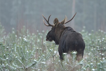 Łoś euroazjatycki (Alces alces ) Moose © Patryk