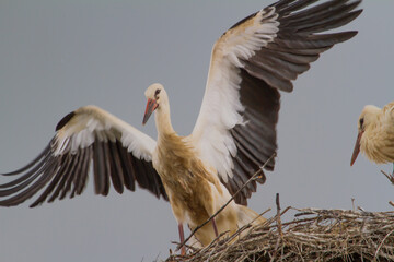 Young storks during flight exercises in Romania