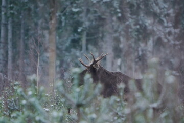 Łoś euroazjatycki (Alces alces ) Moose © Patryk