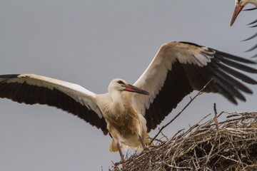 Young storks during flight exercises in Romania