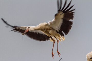 young storks