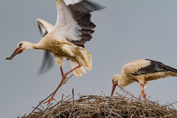 young storks