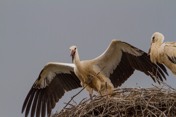 
Young stork at the flight exercise
