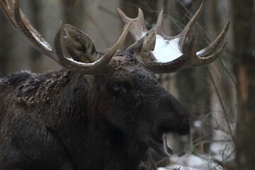 Łoś euroazjatycki (Alces alces ) Moose © Patryk