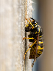 Wespe sammelt Holzfasern