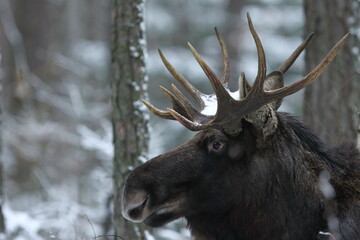 Łoś euroazjatycki (Alces alces ) Moose © Patryk
