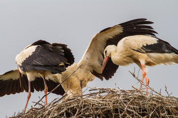 
Young stork at the flight exercise