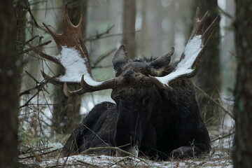 Łoś euroazjatycki (Alces alces ) Moose © Patryk