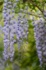 京都　善峯寺に咲く藤の花