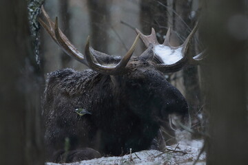 Łoś euroazjatycki (Alces alces ) Moose © Patryk