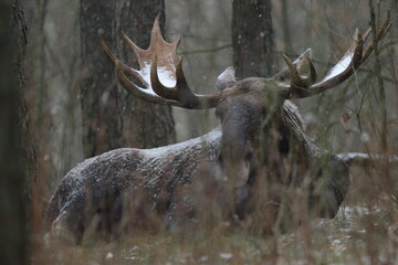 Łoś euroazjatycki (Alces alces ) Moose © Patryk