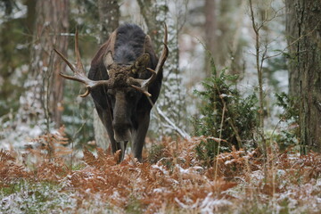 Łoś euroazjatycki (Alces alces ) Moose © Patryk