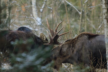 Łoś euroazjatycki (Alces alces ) Moose © Patryk
