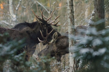 Łoś euroazjatycki (Alces alces ) Moose © Patryk