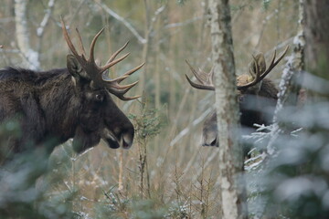 Łoś euroazjatycki (Alces alces ) Moose © Patryk