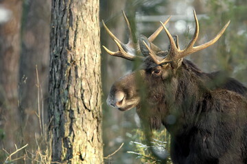 Łoś euroazjatycki (Alces alces ) Moose © Patryk