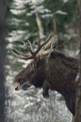 Łoś euroazjatycki (Alces alces ) Moose