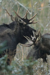 Łoś euroazjatycki (Alces alces ) Moose © Patryk