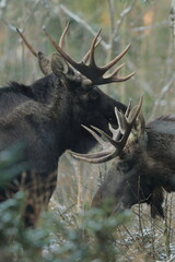 Łoś euroazjatycki (Alces alces ) Moose