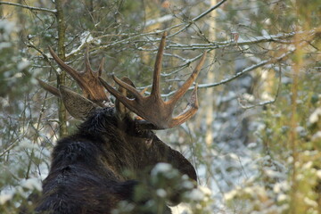 Łoś euroazjatycki (Alces alces ) Moose © Patryk