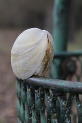 snail on a wooden fence