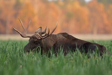 Łoś euroazjatycki (Alces alces ) Moose