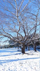 trees in the snow