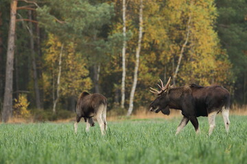 Łoś euroazjatycki (Alces alces ) Moose © Patryk